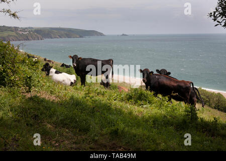 Mixed Herd of Cows standing on hillside,  Slapton Sands, Devon. England, UK Stock Photo