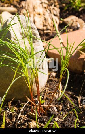 A young saltwort plant growing in a garden in north east Italy, where it is known as agretti. It is also known as salsola soda, opposite leaved saltwo Stock Photo