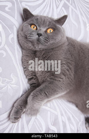 British Blue Shorthair Cat, Portrait single male adult, lying on bed at home, England, UK Stock Photo