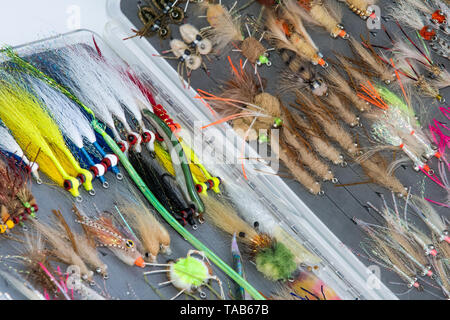 Saltwater fly fishing different fly fishing bugs in box Stock Photo