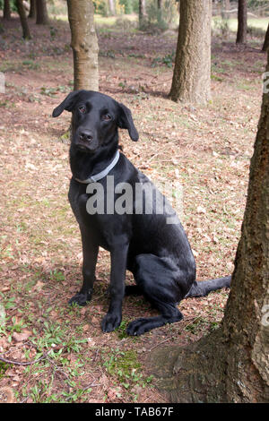 Black Labrador, Single juvenile puppy sitting in woods, England, UK Stock Photo