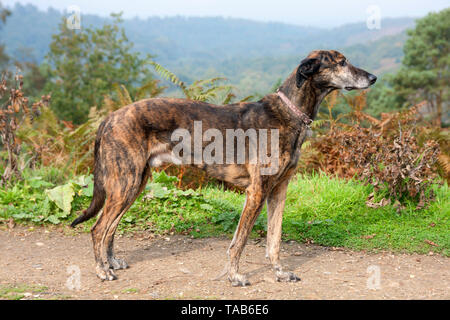 Adult lurcher hot sale