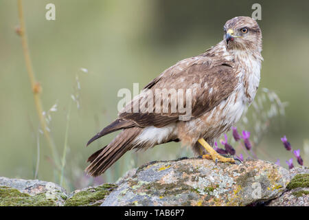 Common buzzard (Buteo buteo) on a rock surrounded by spring flowers, in Extremadura, Spain. Stock Photo