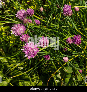 Chive flowers growing outdoors. Stock Photo