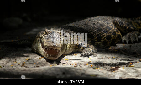 Crocodile under sun light in Manila zoo Stock Photo