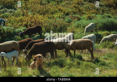 Sitting dog watching flock of goats grazing on sward, at the highlands of Serra da Estrela. The highest mountain range in continental Portugal. Stock Photo