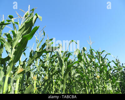 Green corn field against clear blue sky and white clouds. Young corn stalks with cobs, agricultural industry in summer Stock Photo