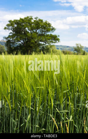 A field of fresh green barley growing in a field with a lone oak tree in Gloucestershire UK Stock Photo