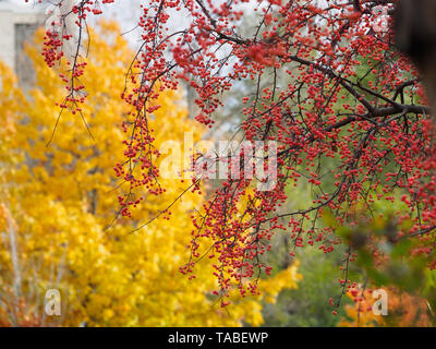 Lost colours of fall, Mountain Ash Sorbus Americana branches in front of Sugar Maple trees in fall in Rean Park, North York Stock Photo