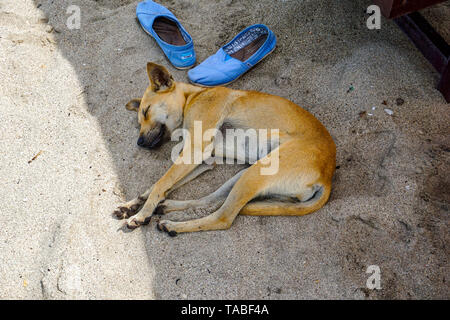 Yellow stray dog sleeping on the sandy beach. Stock Photo