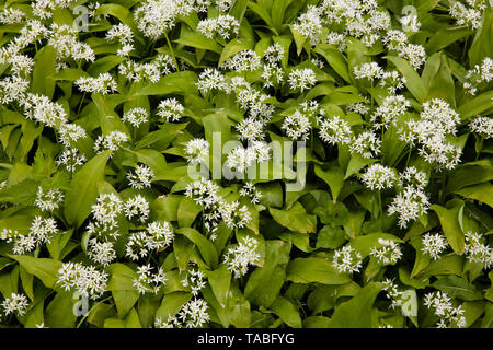 blooming bears's garlic (Allium ursinum), Germany.  bluehender Baerlauch (Allium ursinum), Deutschland. Stock Photo
