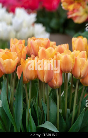 Tulipa 'Apricot Foxx' Stock Photo - Alamy