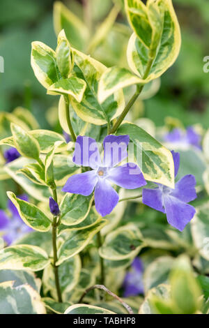 Vinca Major Variegata. Variegated greater periwinkle flower Stock Photo