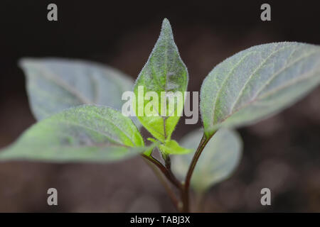 Chili pepper seedling Stock Photo