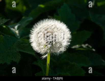 A dandelion seed head also know as a Dandelion clock (Taraxacum officinale) Stock Photo