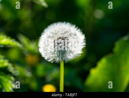 A dandelion seed head also know as a Dandelion clock (Taraxacum officinale) Stock Photo