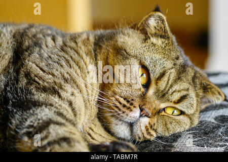 Beautiful brown stripped scottish fold cat against a blurred background Stock Photo