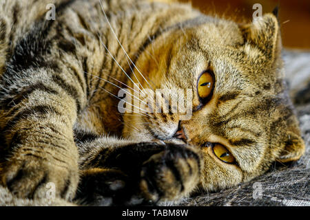 Beautiful brown stripped scottish fold cat against a blurred background Stock Photo