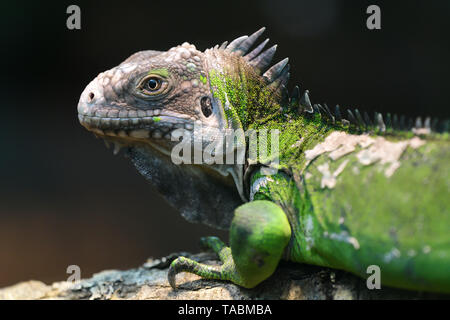 Close up portrait of a lesser Antillean iguana (igauana delicatissima) Stock Photo