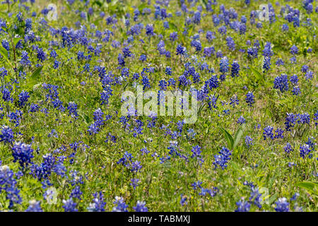 Bluebonnets in a Field Stock Photo