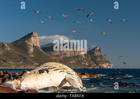 Carcass of a humpback whale on the shore of the Cape Point section of Table Mountain National Park in South Africa. Stock Photo