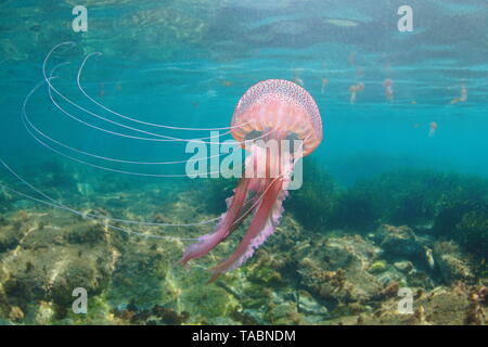 Beautiful jellyfish underwater in Mediterranean sea, Mauve stinger Pelagia noctiluca Stock Photo