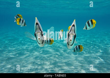 Underwater cute tropical fish looking at camera, Pacific double-saddle butterflyfish, Pacific ocean, French Polynesia Stock Photo