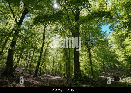 Forest landscape in France, Massif des Alberes, Pyrenees Orientales, Occitanie Stock Photo