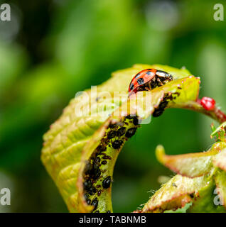 Ladybird beetle and aphids on cherry leaf Stock Photo