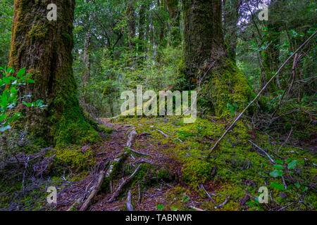 Moss covered Beech and Podocarp in temperate rainforest. Fiordland National Park, South Island, New Zealand Stock Photo