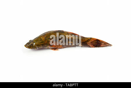 river goby fish isolated / fresh goby fish freshwater isolated on white background Stock Photo