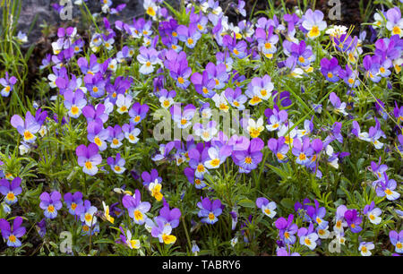 Hearts delight flowering (Villa tricolor) Stock Photo