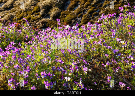 Hearts delight flowering (Villa tricolor) Stock Photo