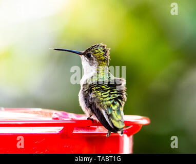 Female hummingbird standing on a feeder with her back to the camera, feathers rustled by the wind. Stock Photo
