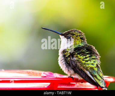 Female Ruby-Throated Hummingbird standing on red plastic feeder with her eyes half closed, showing-off her black eyelid Stock Photo