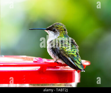 Female Ruby-Throated Hummingbird standing on red plastic feeder with her eyes half closed, showing-off her black eyelid Stock Photo