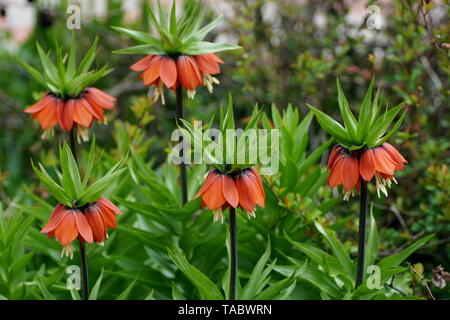 Five flowering plants Fritillaria imperialis close-up. Fritillaria imperialis (crown imperial, imperial fritillary or Kaiser's crown) Stock Photo