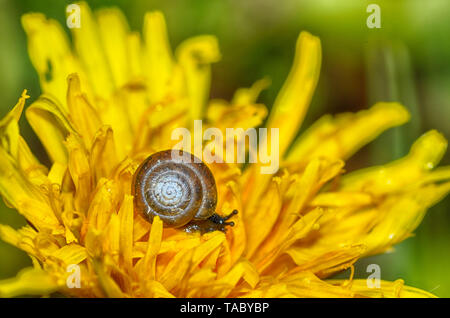 A small snail hangs on a plant.This clam has a round sink . Stock Photo