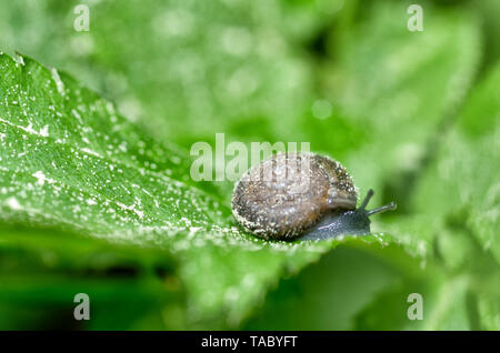 Snail sitting on a leaf of the plant.She eats the young shoots of leaves. Stock Photo