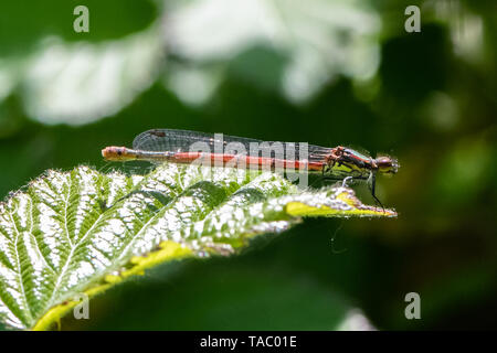 Large red damselfly (Pyrrhosoma nymphula) Stock Photo