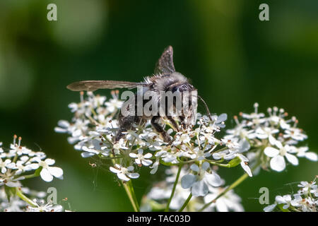 Ashy mining bee (Andrena cineraria) Stock Photo