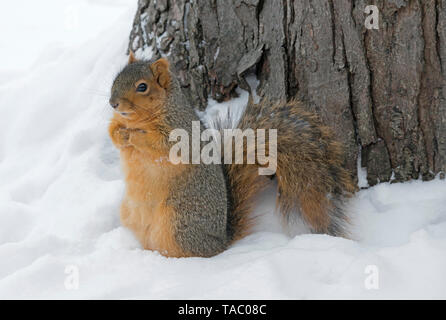Eastern Fox Squirrel ((Sciurus niger) eating acorns from winter cache, E North America, by Skip Moody/Dembinsky Photo Assoc Stock Photo