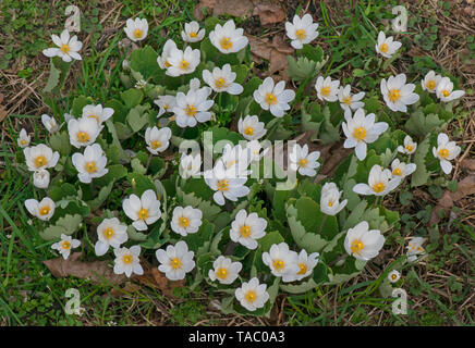 Bloodroot in flower ((Sanguinaria canadensis), Spring, Eastern North America, by Skip Moody/Dembinsky Photo Assoc Stock Photo