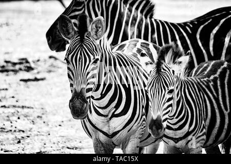 Black and white photo of zebras in Bandia resererve, Senegal. It is wildlife animals photography in Africa. There is mother and her zebras baby. There Stock Photo