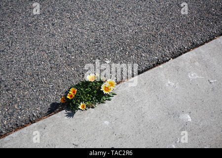 flowers growing in pavement crack Stock Photo