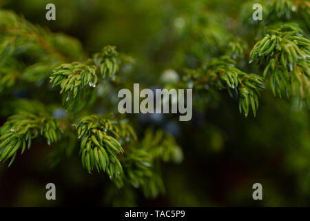 Close up (macro) image of the common juniper foliage, Montana, Northern Rockies, USA Stock Photo