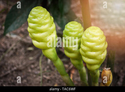 Green of Shampoo ginger flower for herbal medicines in the garden - Zingiber zerumbet wild ginger Stock Photo