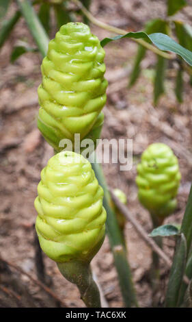 Green of Shampoo ginger flower for herbal medicines in the garden - Zingiber zerumbet wild ginger Stock Photo