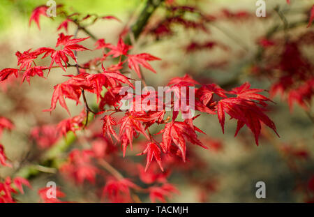 Acer palmatum "Beni-maico" branches. Close up. Stock Photo