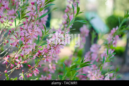 Dwarf Russian almond. - Prunus tenella Batsch. Pink Flowering plants. Stock Photo